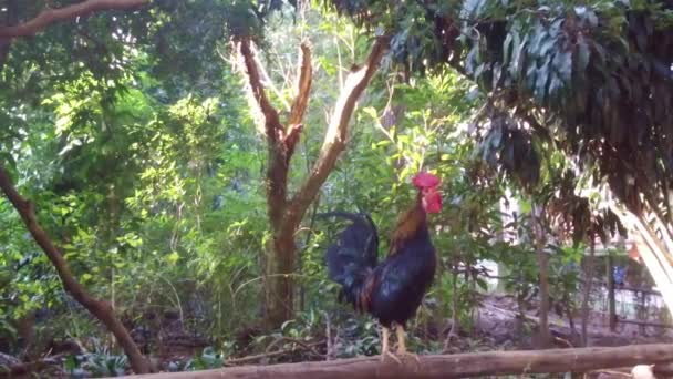 Rooster Crowing Pomalý Pohyb — Stock video
