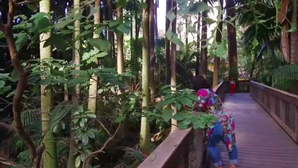 Mujer Descansando Puente Madera Con Vista Bosque Mano — Vídeos de Stock