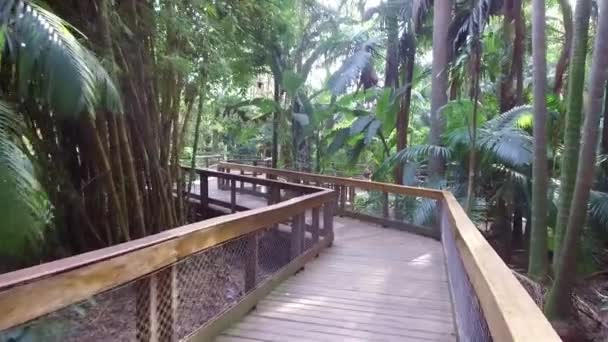 Träbro Med Många Växter Framåt — Stockvideo