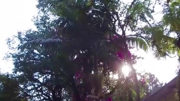 Sol Bonito Árvores Água Branca Park — Vídeo de Stock