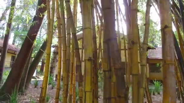 Hermosos Árboles Bambú Amarillo Casa Vieja — Vídeo de stock