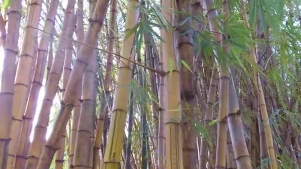 Bambu Amarelo Bonito Árvores — Vídeo de Stock