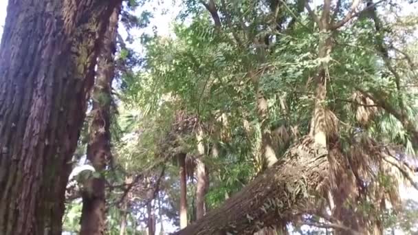 Mare Înalt Copac Agua Branca Park — Videoclip de stoc