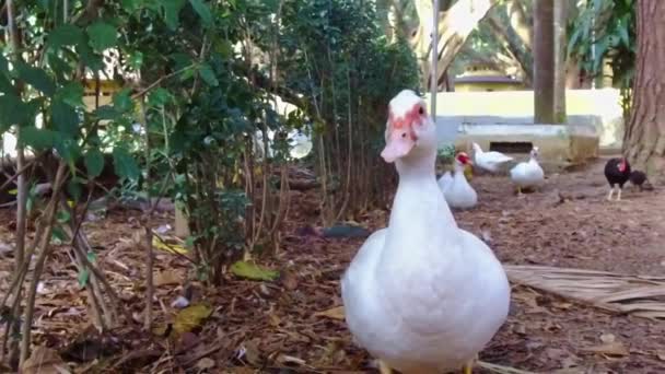 Canards Mignons Dans Parc Agua Branca — Video