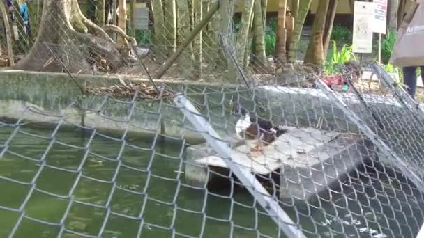 Lindos Patos Saltando Pequeño Lago — Vídeos de Stock