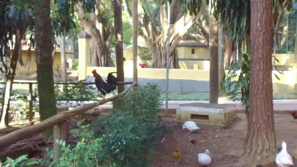 阿瓜布兰卡公园可爱的鸭子和小鸡 — 图库视频影像