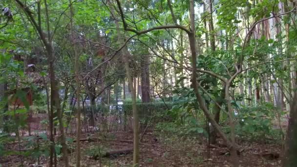 Növények Fák Agua Branca Parkban — Stock videók