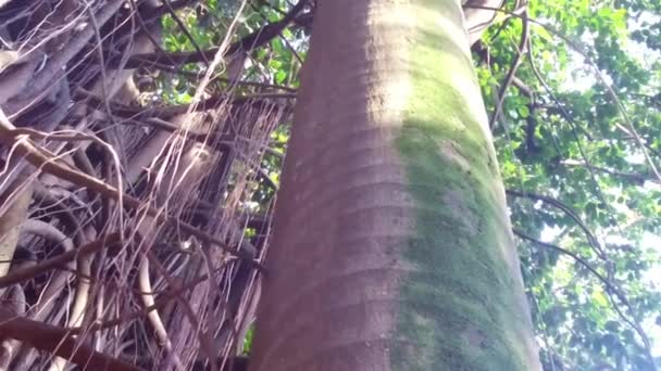 Raízes Grandes Árvores Banyan Árvores Musgosas — Vídeo de Stock