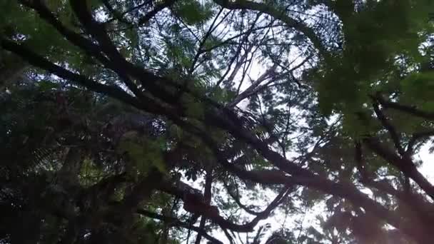 Tall Tree Agua Branca Park — Videoclip de stoc