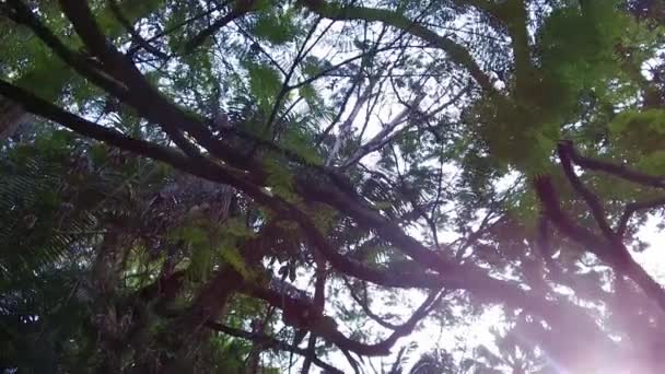 Árvore Alta Água Branca Park — Vídeo de Stock