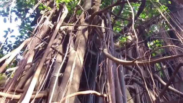 Büyük Banyan Ağacının Kökleri Yaprakları — Stok video