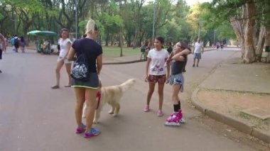 Güzel Kahverengi Köpeklerle Oynayan Kızlar.