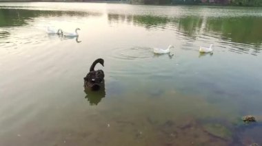 Beautiful Black  swan  And White Ducks On The Edge Of The Lake - Hand Held