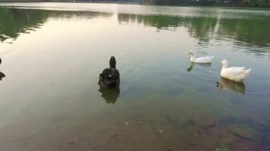 Beautiful Black Swans And White Ducks On The Edge Of The Lake - Pan Left To Right