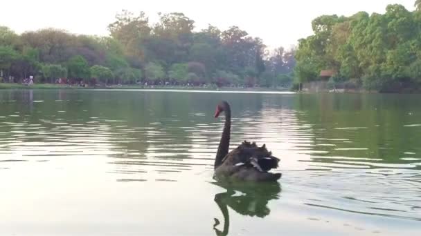 Черный Лебедь Плывет Озеру — стоковое видео