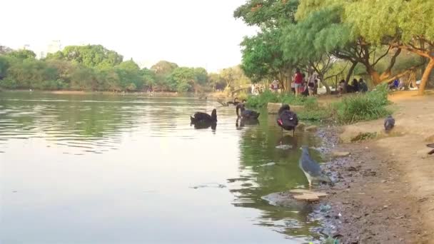 Beautiful Black Swans Lake Side Fast Motion — Wideo stockowe