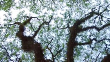 Yaprakları ve yosunları olan büyük bir ağacın dalına.