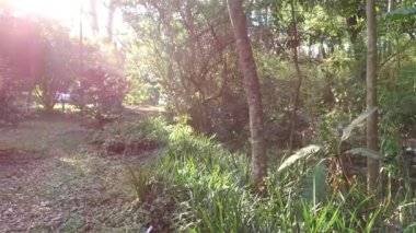 Yeşil Çimen ve Güzel Güneş Işıklı Ağaçlar 