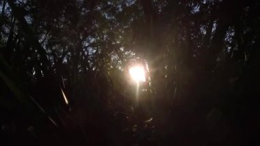 Yeşil Çimen ve Güzel Güneş Işıklı Ağaçlar 