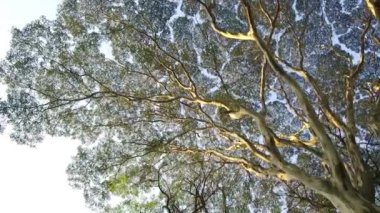 Yapraklarla dolu Güzel dalları olan Uzun Ağaç