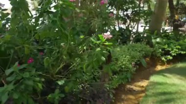 Bir plaj parkında güzel çiçekler