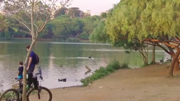 Father Son Watching Black Swans Lake Hand Held — стокове відео