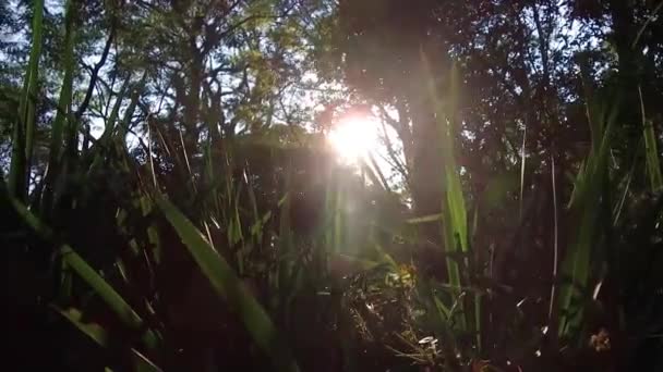 Yeşil Çimen Güzel Güneş Işıklı Ağaçlar — Stok video