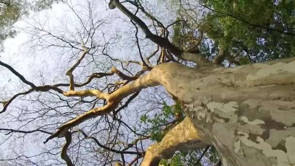 葉のない白い高い木と乾燥 — ストック動画