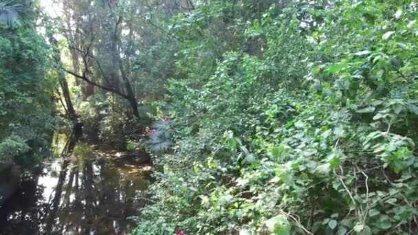 緑の植物の多様性を持つ小さな川 — ストック動画