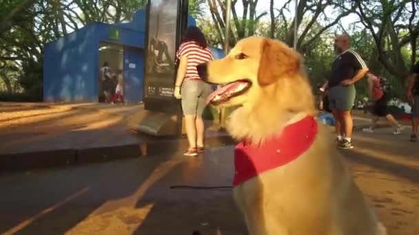 Perro Marrón Bonito Lindo Mano — Vídeos de Stock