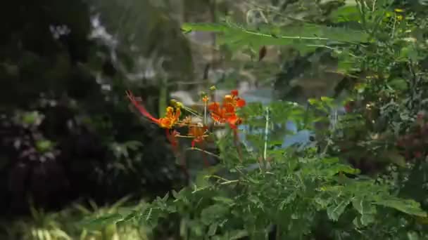 Kleine Rode Bloemen Bomen — Stockvideo