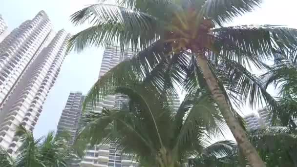 마천루 코코넛 — 비디오