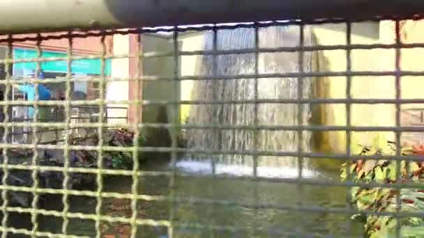 Cachoeira Pequena Bonita Com Muitas Plantas Pequenas Lado Dolly Direito — Vídeo de Stock