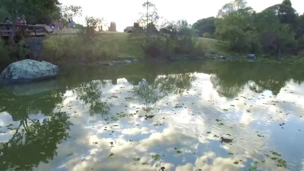 Los Patos Están Nadando Lago Verde Con Plantas Pequeñas Pan — Vídeos de Stock
