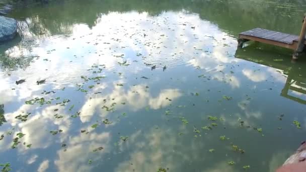 Ördekli Göl Yüzme Yiyecek Arıyor — Stok video