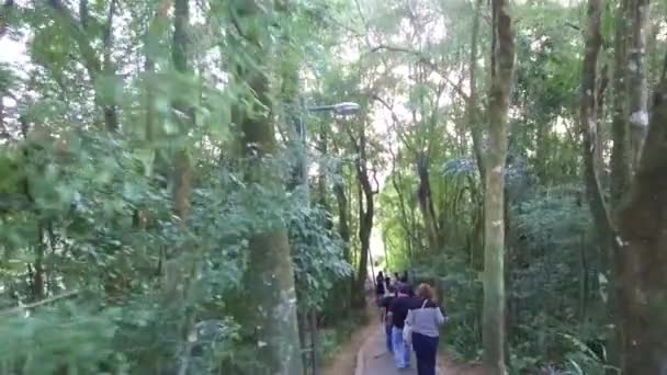 Відвідувачі Йдуть Вузьким Шляхом Між Лісом Вперед — стокове відео