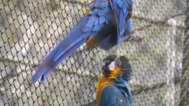 Mavi Papağan Demir Çite Tırmanır - El Tutuşu