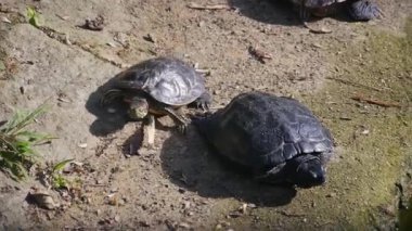 Kaplumbağalar güneşte güneşleniyor.