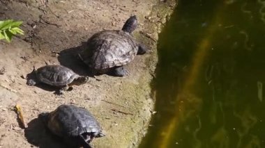 Gölün Kıyısındaki Kaplumbağalar