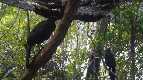 Schwarze Vögel Einem Baum Einem Brasilianischen Vogelpark — Stockvideo