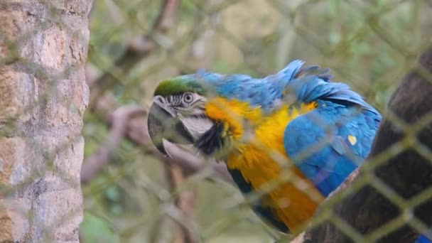 Papagaio Azul Madeira Puxe Foco — Vídeo de Stock