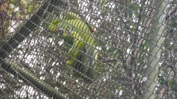 Demir Çitin Çindeki Yeşil Kuşlar — Stok video
