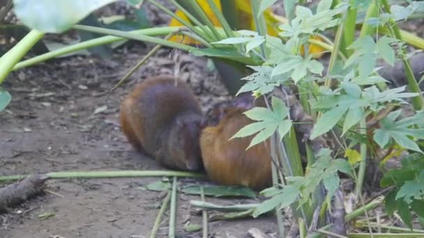 Симпатичные Коричневые Крысы Спящие Деревьями Орхидеи Бразилии — стоковое видео
