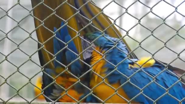 Κίτρινοι Και Πράσινοι Παπαγάλοι Μέσα Στο Κλουβί — Αρχείο Βίντεο