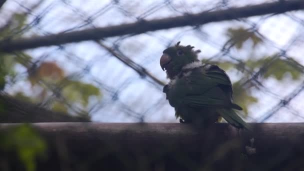 Black Parrot Standing Wood Cage — Stock Video