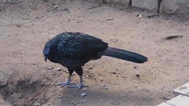 Büyük Siyah Kuş Brezilya 'daki bir kuş parkında duruyor.