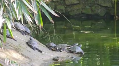 Gölün kenarında bir grup kaplumbağa.