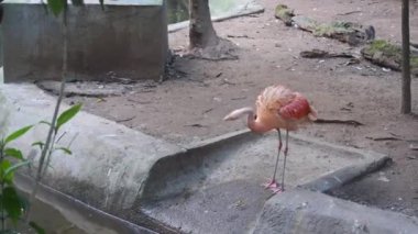 Güzel flamingolar havuzun kenarında duruyor.
