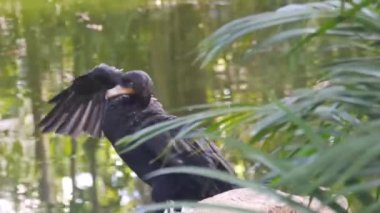 Black Duck Is Flapping Wings On the Lake's Edge - Moving Right To Left