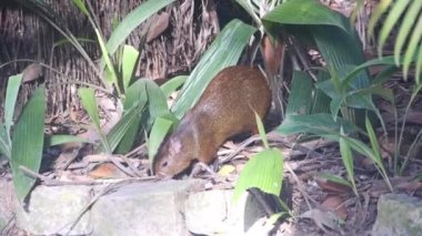 Şirin Kahverengi Hayvanlar Ağacın Altında Arıyor